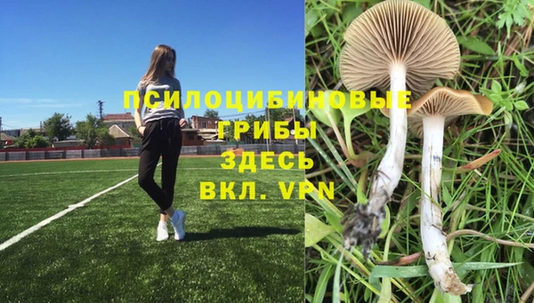 ГАЛЛЮЦИНОГЕННЫЕ ГРИБЫ Бородино